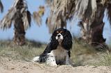 CAVALIER KING CHARLES 339
